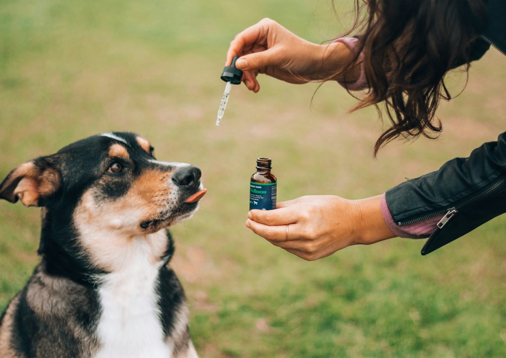 pies CBD olejek dostaję pipetą