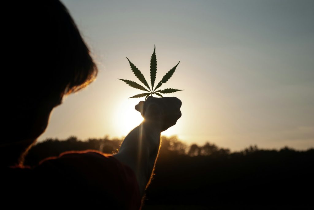 trzymana jest marihuana CBD liść 